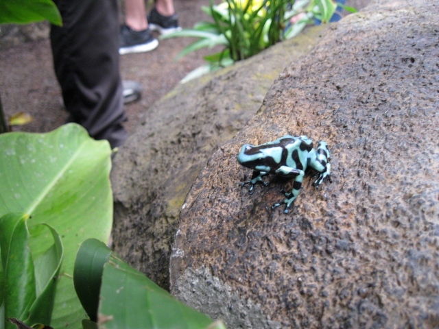 Animals You’ll See in Your Backyard in Costa Rica