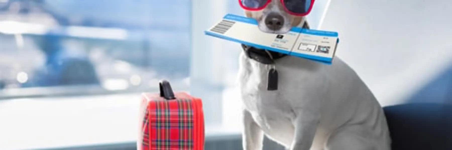 travel with your pet to europe