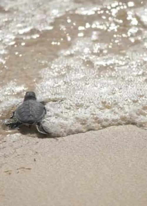 From Seattle to Saving Sea Turtles in the Caribbean