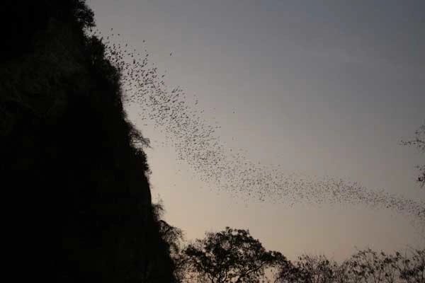 Million-Bats.jpg