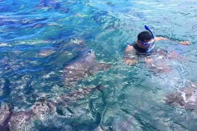 snorkling in ambergris caye