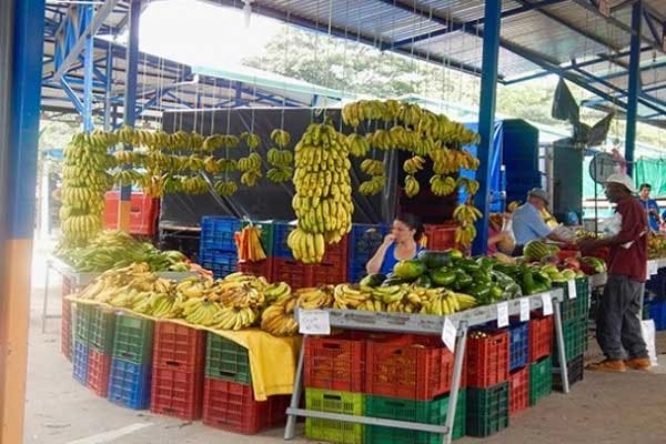 Elesa tends the bananas. The large green ayote (ah-joh-tay) are Costa Rican pumpkins.