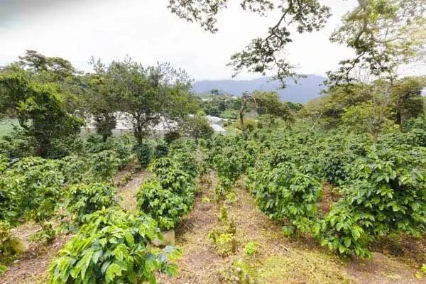 Coffee Farms in Boquete