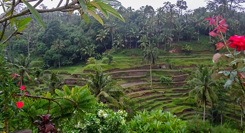 13 Reasons to Choose Ubud, Bali For Your Retirement