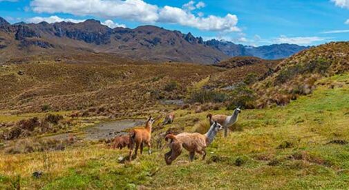 An Expat’s Guide to Cajas National Park