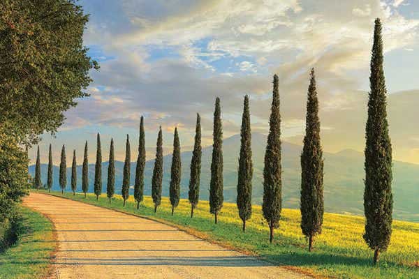 Tuscan scenes can look like oil paintings