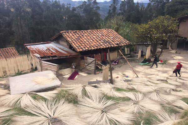 The process of bleaching straw in the sun in a village near Sigsig