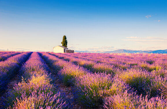 Video: A Long-Distance Love Affair with Provence, France