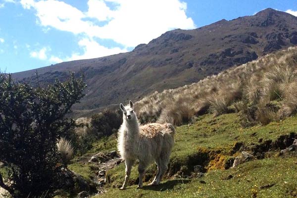 Llama in Ecuador